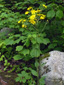 Umbellate hawkweed : 2- Flowering plants