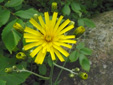 Umbellate hawkweed : 3- Flower