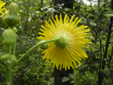 Umbellate hawkweed : 5- Back-view flower
