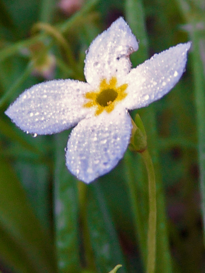 Azure bluets (Houstonia caerulea) : Short style flower