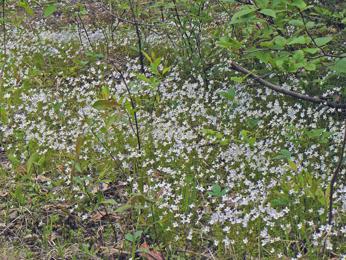 Azure bluets (Houstonia caerulea) : Colony