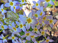 Azure bluets : 5- Flowers