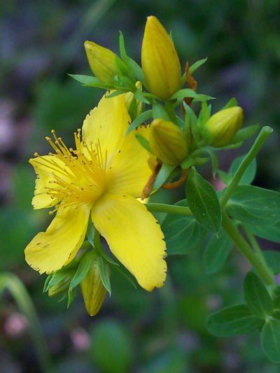 Common St-John's wort (Hypericum perforatum) : Flower and buds