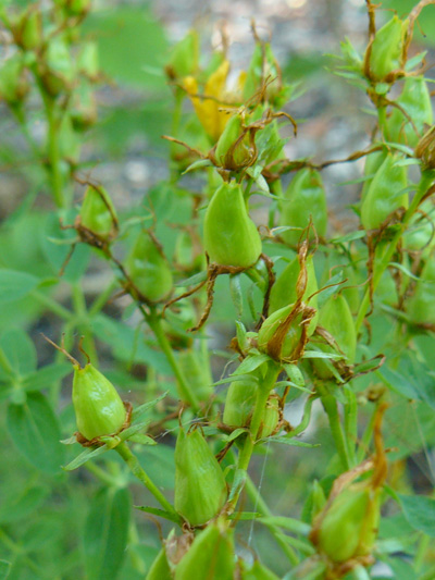Common St-John's wort (Hypericum perforatum) : Young fruits
