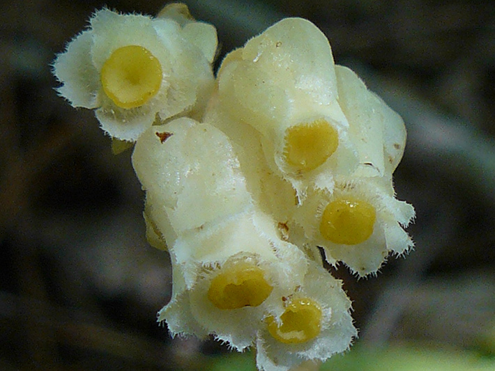 Pinesap (Hypopitys monotropa) : Flowers