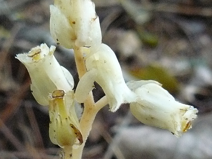 Pinesap (Hypopitys monotropa) : Forming fruits