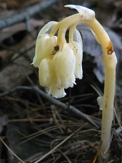 Pinesap (Hypopitys monotropa) : Young lowers