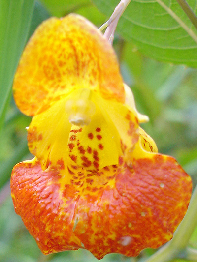 Spotted jewelweed (Impatiens capensis) : Flower