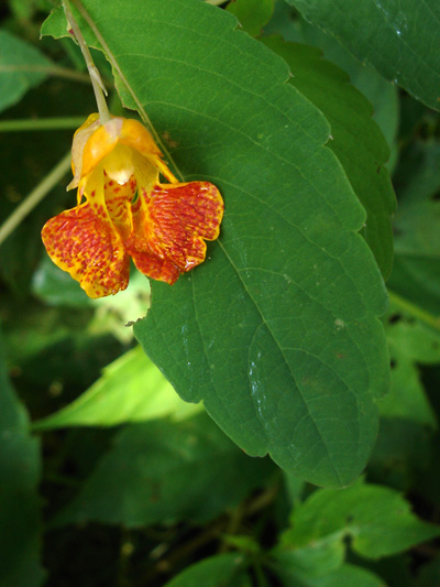 Spotted jewelweed (Impatiens capensis) : Flower and leaf