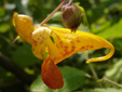 Spotted jewelweed : 2- Flower