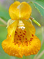 Spotted jewelweed : 4- Flower