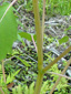 Spotted jewelweed : 7- Stem