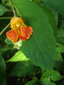 Spotted jewelweed : 8- Flower and leaf
