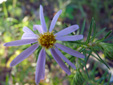 Flax-leaved aster : 5- Flower