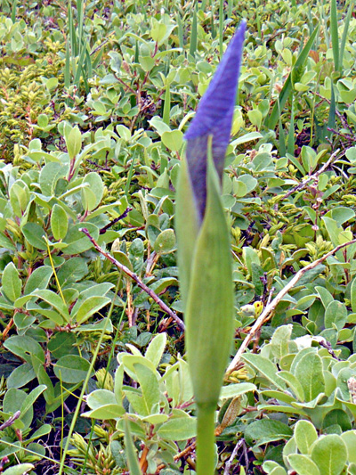 Hooker's iris (Iris hookeri) : Bud