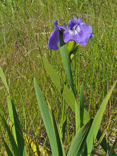 Hooker's iris (Iris hookeri) : Flowering plant