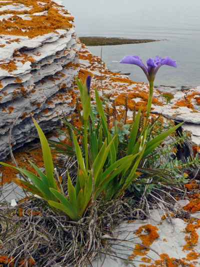 Hooker's iris (Iris hookeri) : Flowering plants and buds