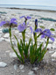 Hooker's iris : 1- Flowering plants