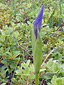 Hooker's iris : 2- Bud
