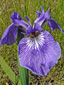 Hooker's iris : 3- Flower