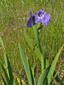 Hooker's iris : 4- Flowering plant