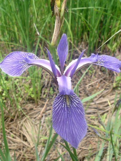 Harlequin blue flag (Iris versicolor) : Flower