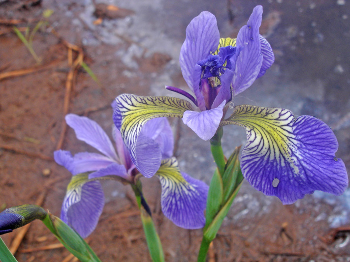 Harlequin blue flag (Iris versicolor) : Flowers