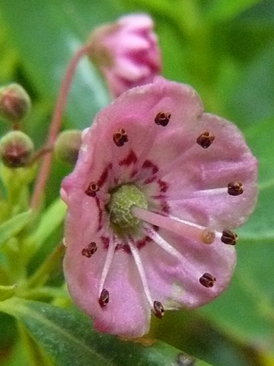 Sheep Laurel (Kalmia angustifolia) : Flower