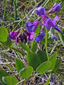 Beach Pea : 2- Flowering plant