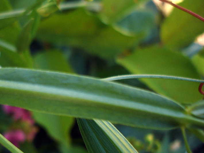 Everlasting pea (Lathyrus latifolius) : Winged stalk