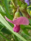 Everlasting pea : 5- Flower