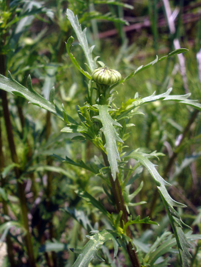 Oxeye daisy (Leucanthemum vulgare) : Bud