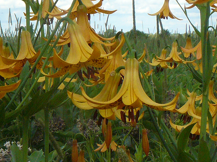 Canada lily (Lilium canadense) : Flowers