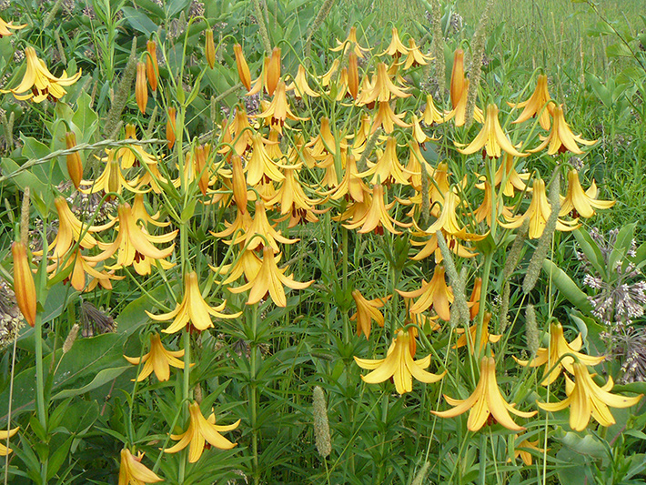 Lis du canada (Lilium canadense) Colonie en fleurs et en boutons