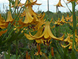 Canada lily : 4- Flowers