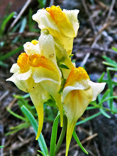Butter-and-eggs (Linaria vulgaris) : Flowers