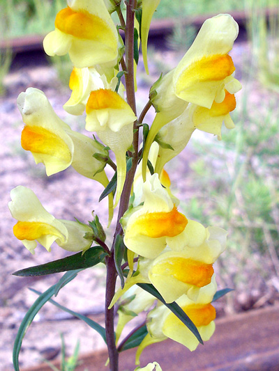 Butter-and-eggs (Linaria vulgaris) : Inflorescence