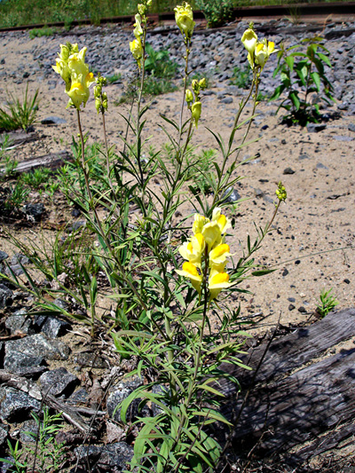 Butter-and-eggs (Linaria vulgaris) : Flowering plants