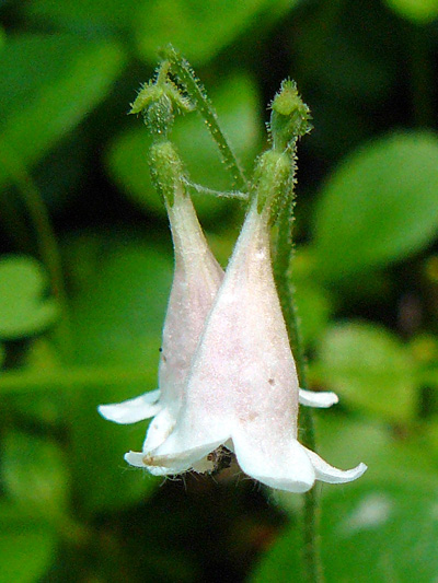 Twinflower (Linnaea borealis) : Flowers