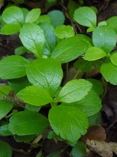 Twinflower (Linnaea borealis) : Leaves