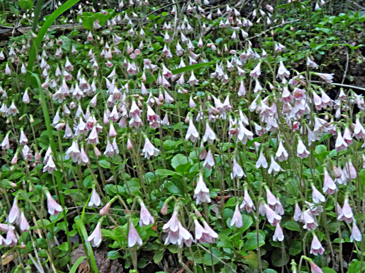 Twinflower (Linnaea borealis) : Colony