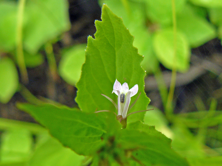 Indian tobacco (Lobelia inflata) : Leaves and flower