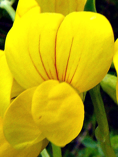 Garden bird's-foot trefoil (Lotus corniculatus) : Flower