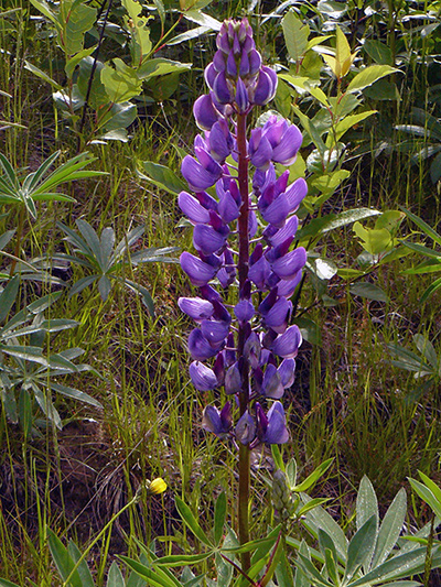 Large-leaved Lupine (Lupinus polyphyllus) : Inflorescence