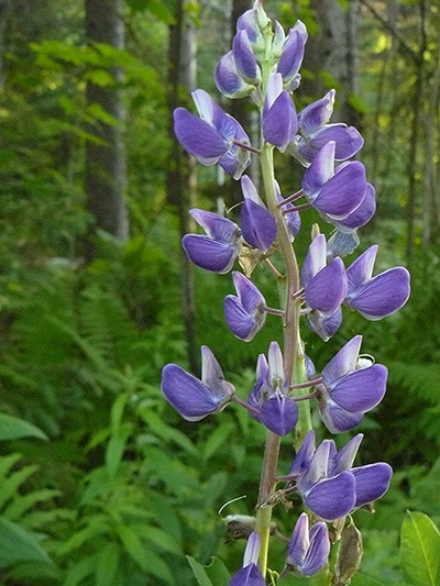 Large-leaved Lupine (Lupinus polyphyllus) : Flowers