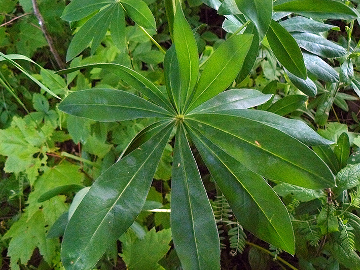 Large-leaved Lupine (Lupinus polyphyllus) : Leaf