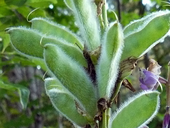 Large-leaved Lupine (Lupinus polyphyllus) : Fruits (broad beans)
