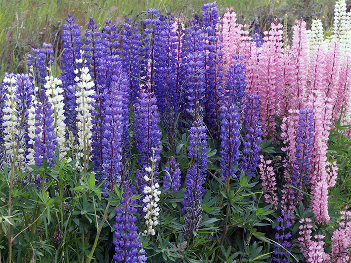 Large-leaved Lupine (Lupinus polyphyllus) : Different colors of flowers