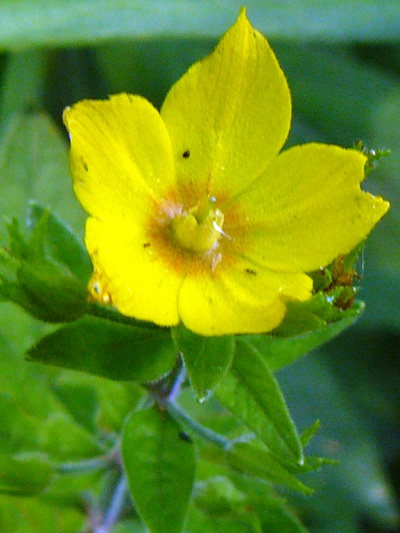 Garden yellow  loosestrife (Lysimachia vulgaris)