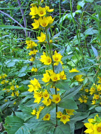 Garden yellow  loosestrife (Lysimachia vulgaris) : Flowering plant